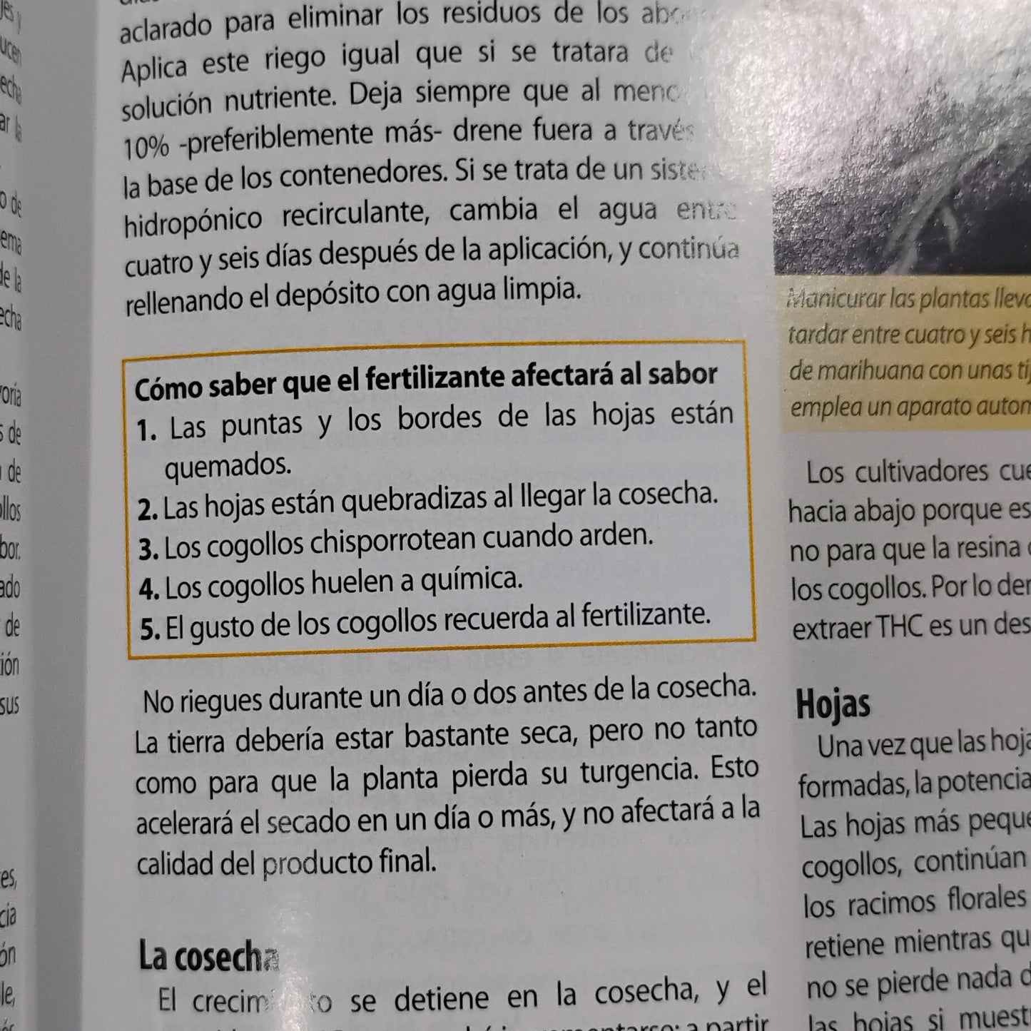 Marihuana: horticultura del cannabis. La biblia del cultivador médico del interior y exterior. - Jorge Cervantes