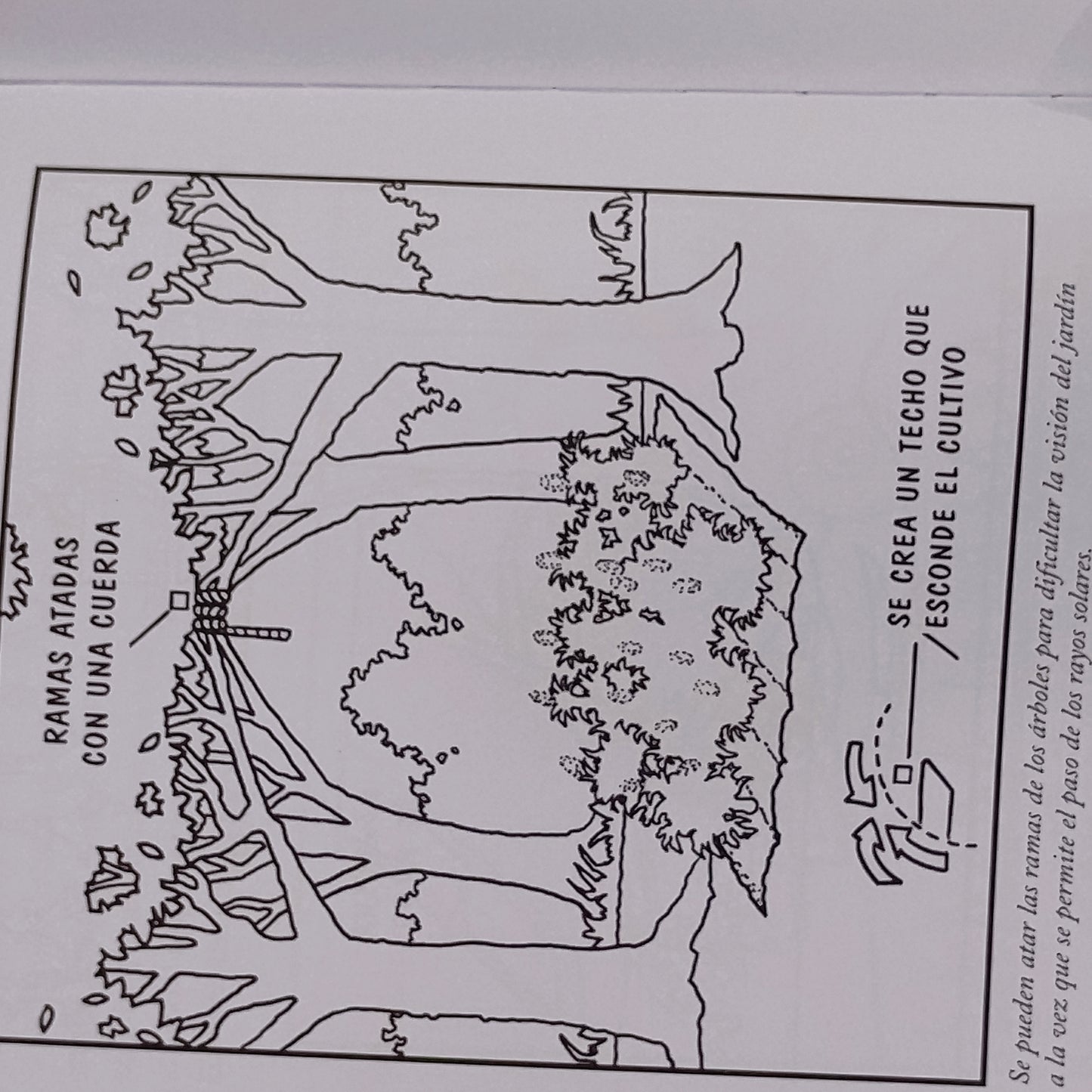 Marihuana en exterior. Cultivo de guerrilla. - Jorge Cervantes