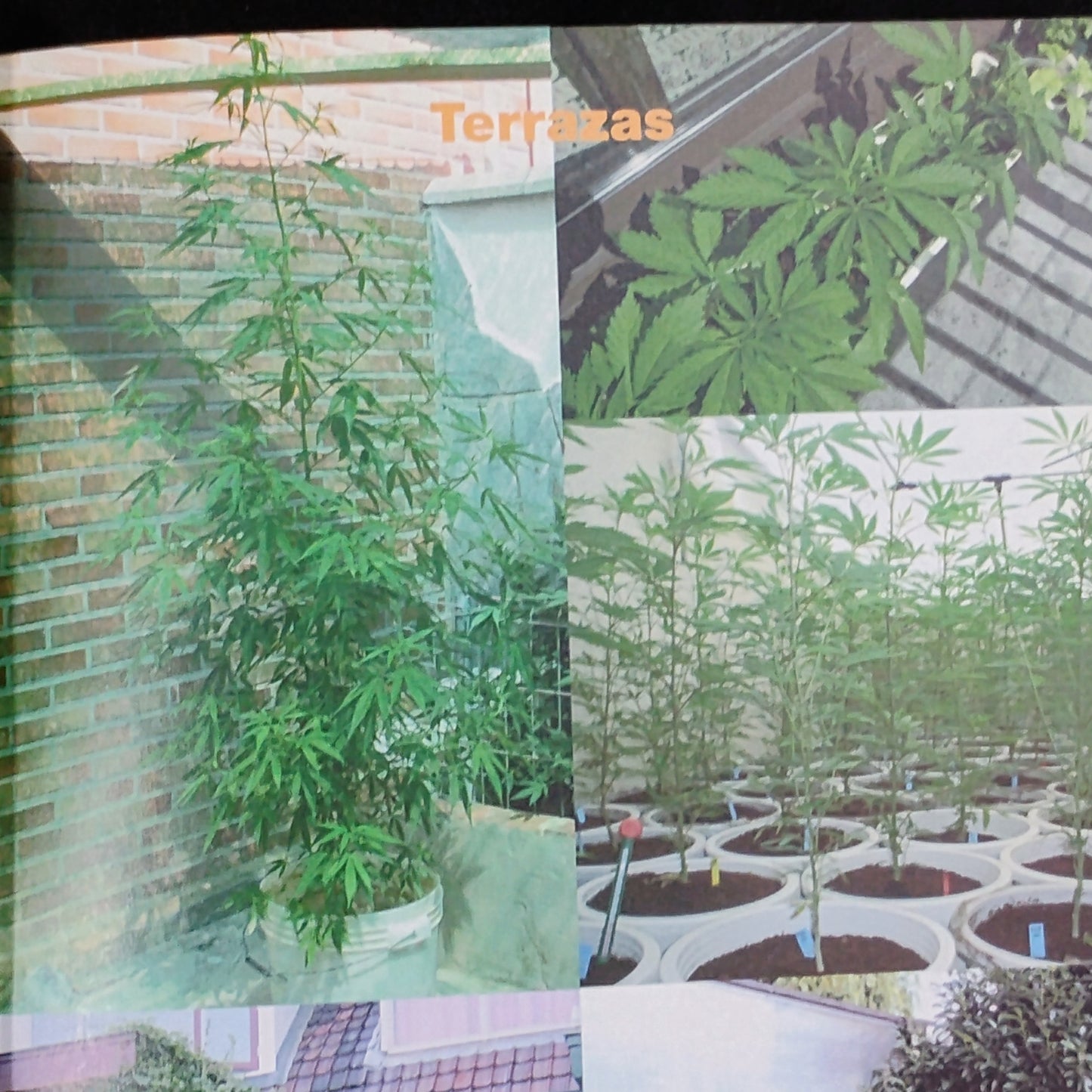 Marihuana en exterior. Cultivo de guerrilla. - Jorge Cervantes