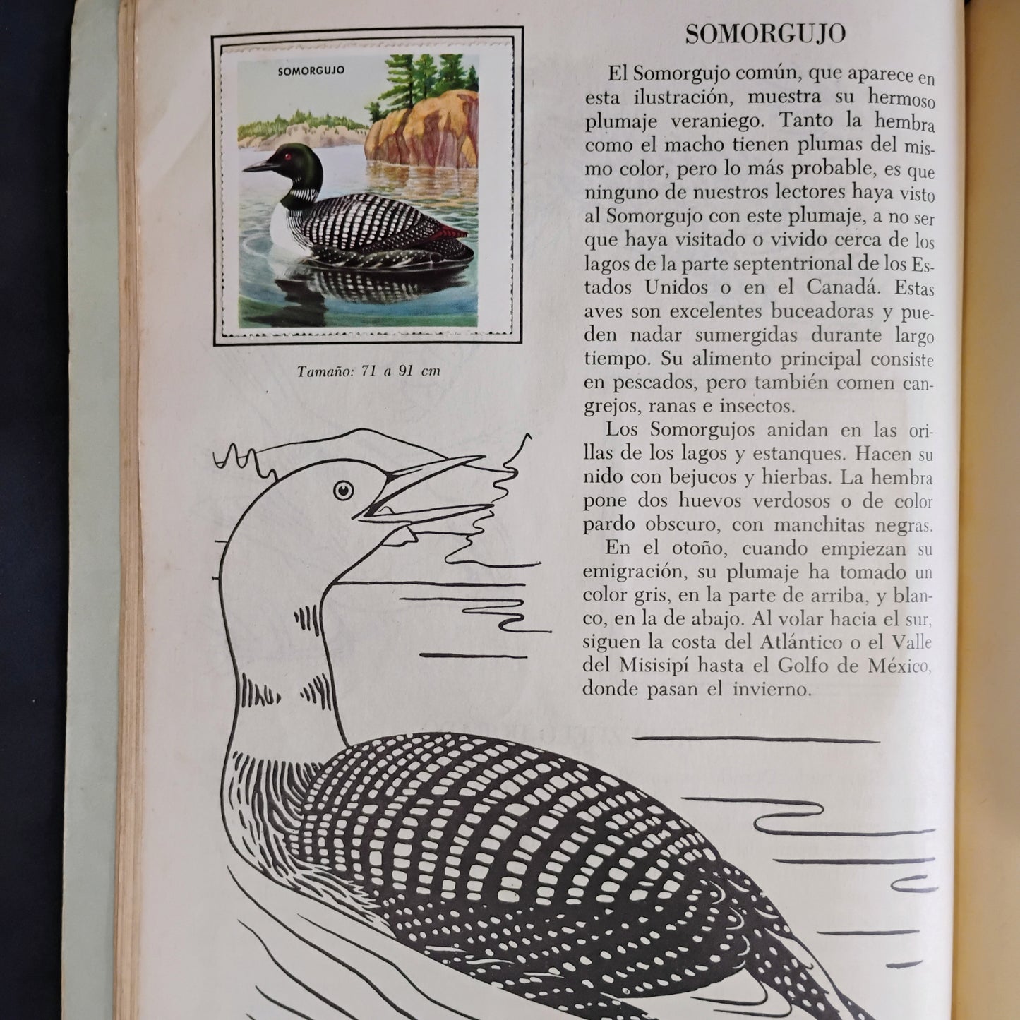 Galería de pájaros