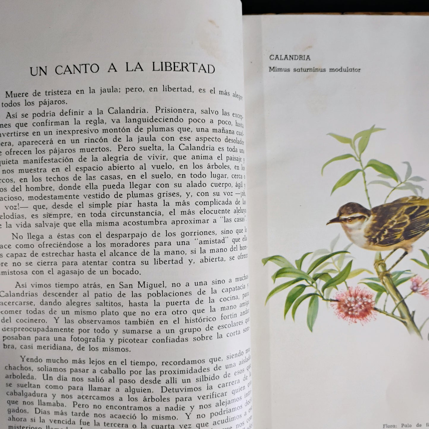 Crónicas sobre pájaros - César M. Rappalini. María Carmen Mullin Díaz (ilustraciones)