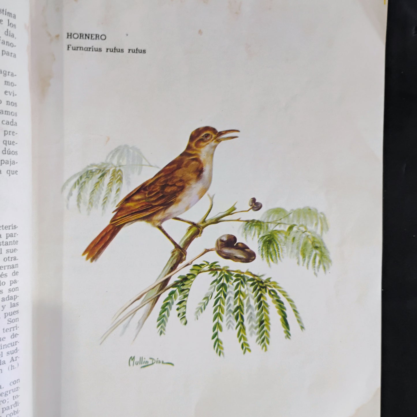 Crónicas sobre pájaros - César M. Rappalini. María Carmen Mullin Díaz (ilustraciones)