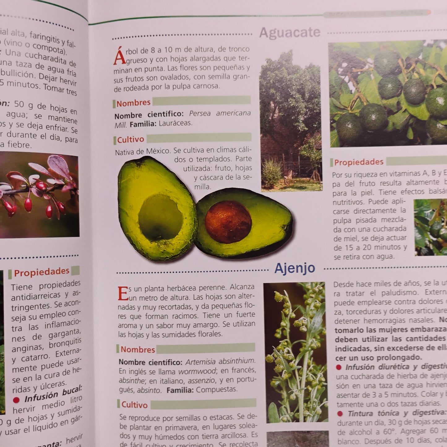 GUÍA ALFABÉTICA DE PLANTAS SANADORAS