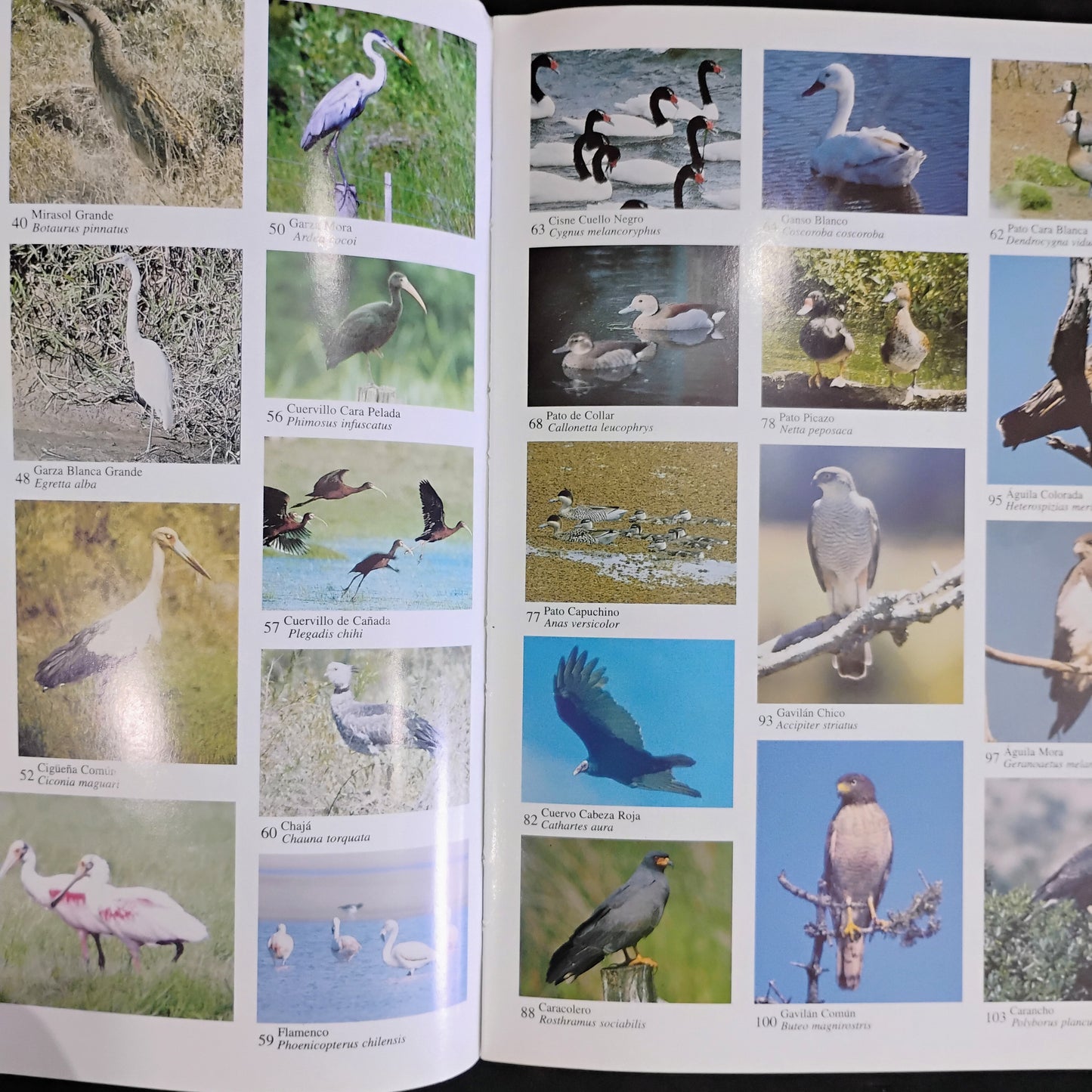 AVES DEL URUGUAY. Lista, estatus y distribución - Adriàn B. Azpiroz