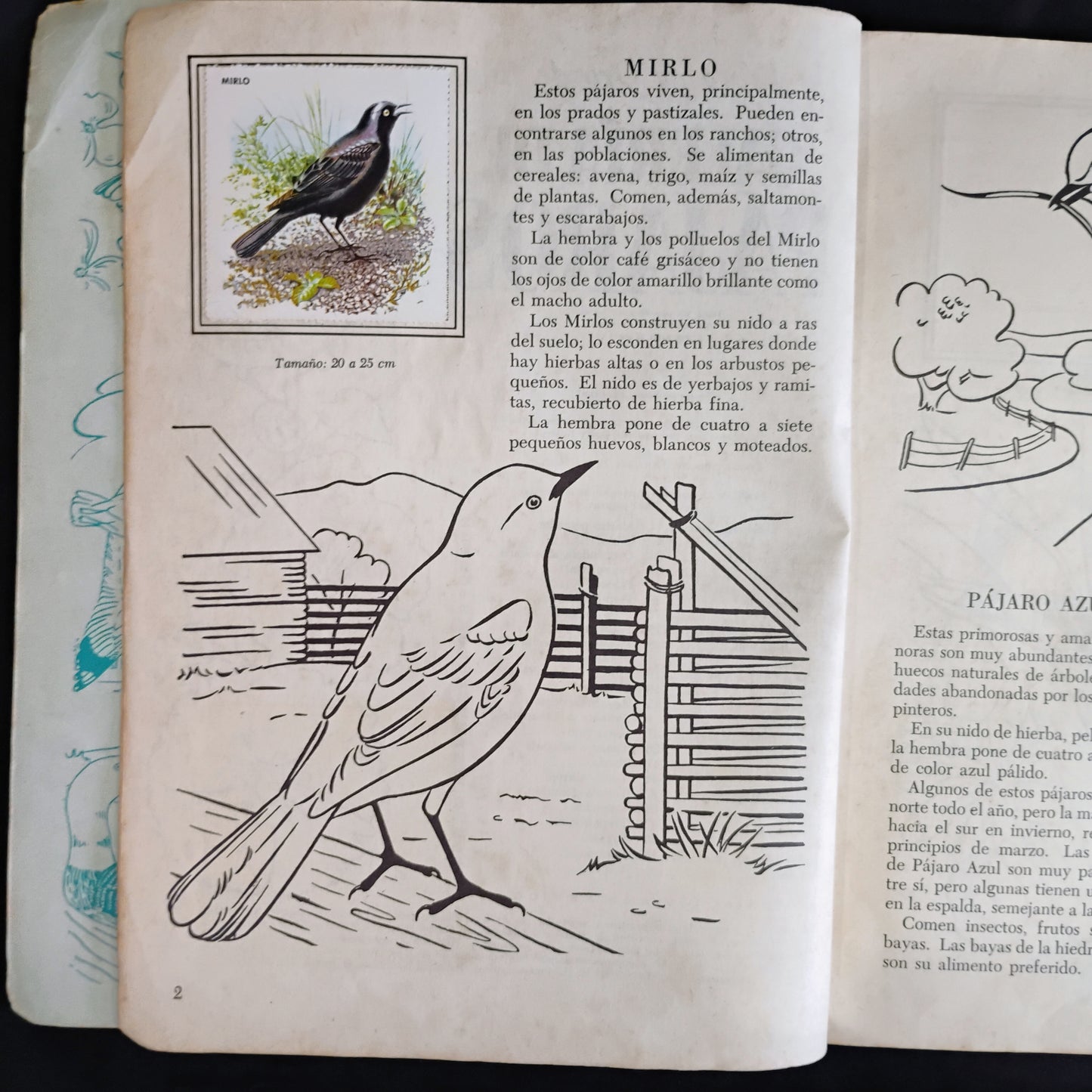 Galería de pájaros