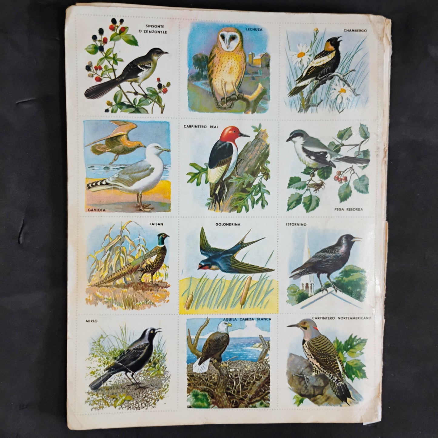 Galería de pájaros
