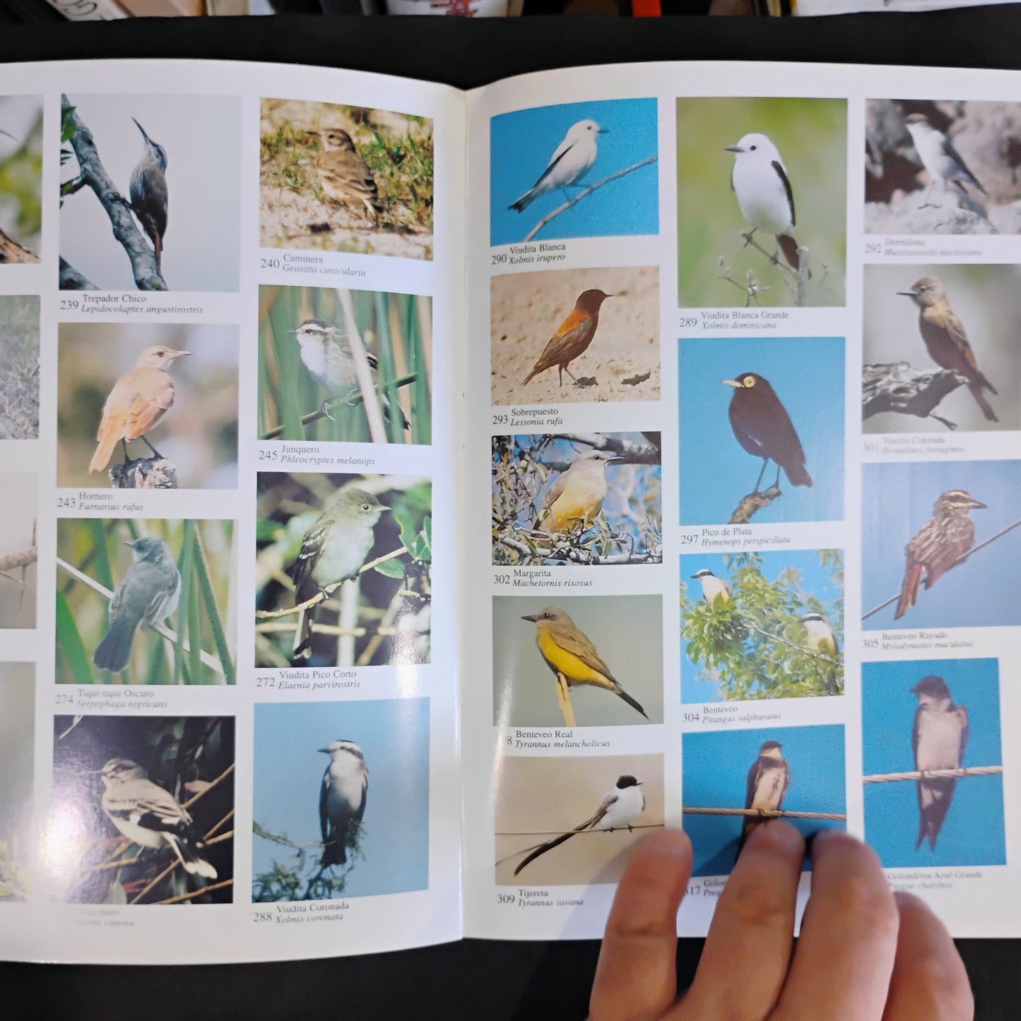 AVES DEL URUGUAY. Lista, estatus y distribución - Adriàn B. Azpiroz
