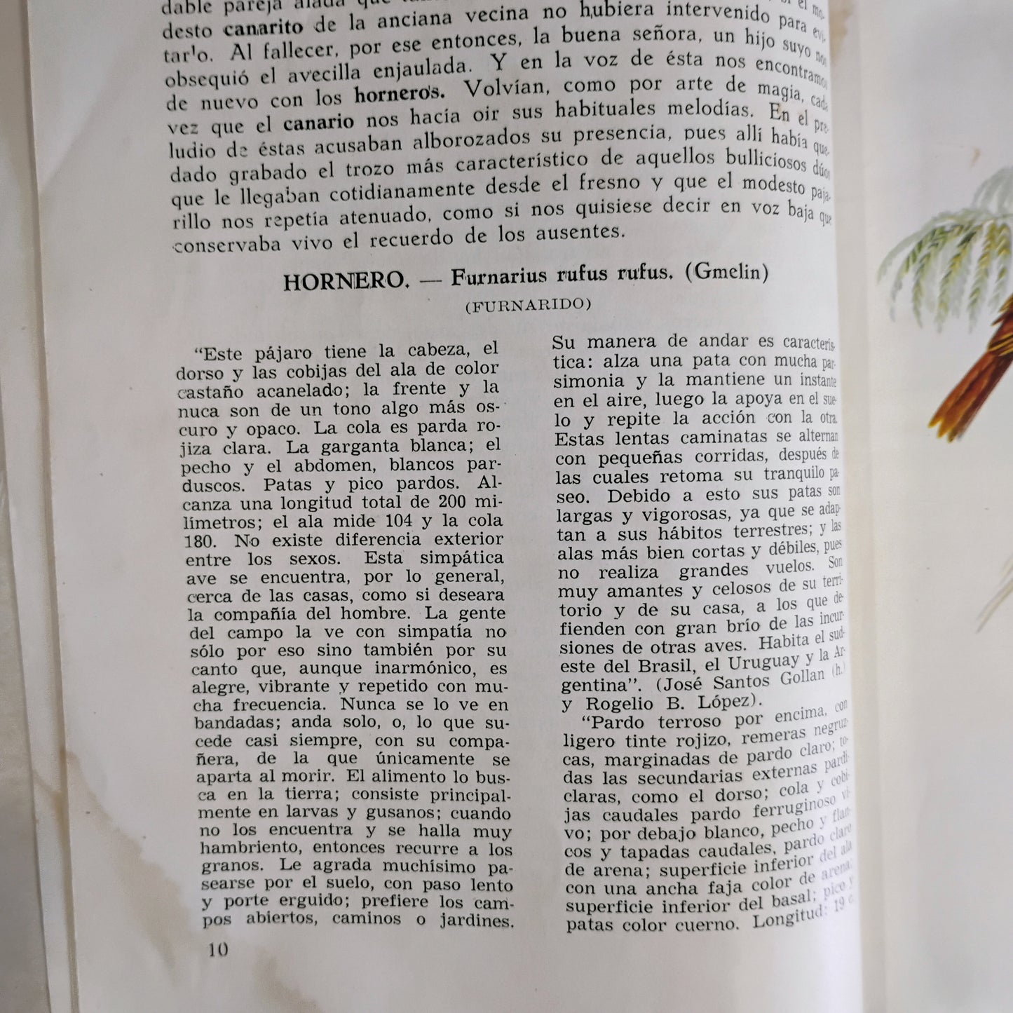 Crónicas sobre pájaros - César M. Rappalini. María Carmen Mullin Díaz (ilustraciones)