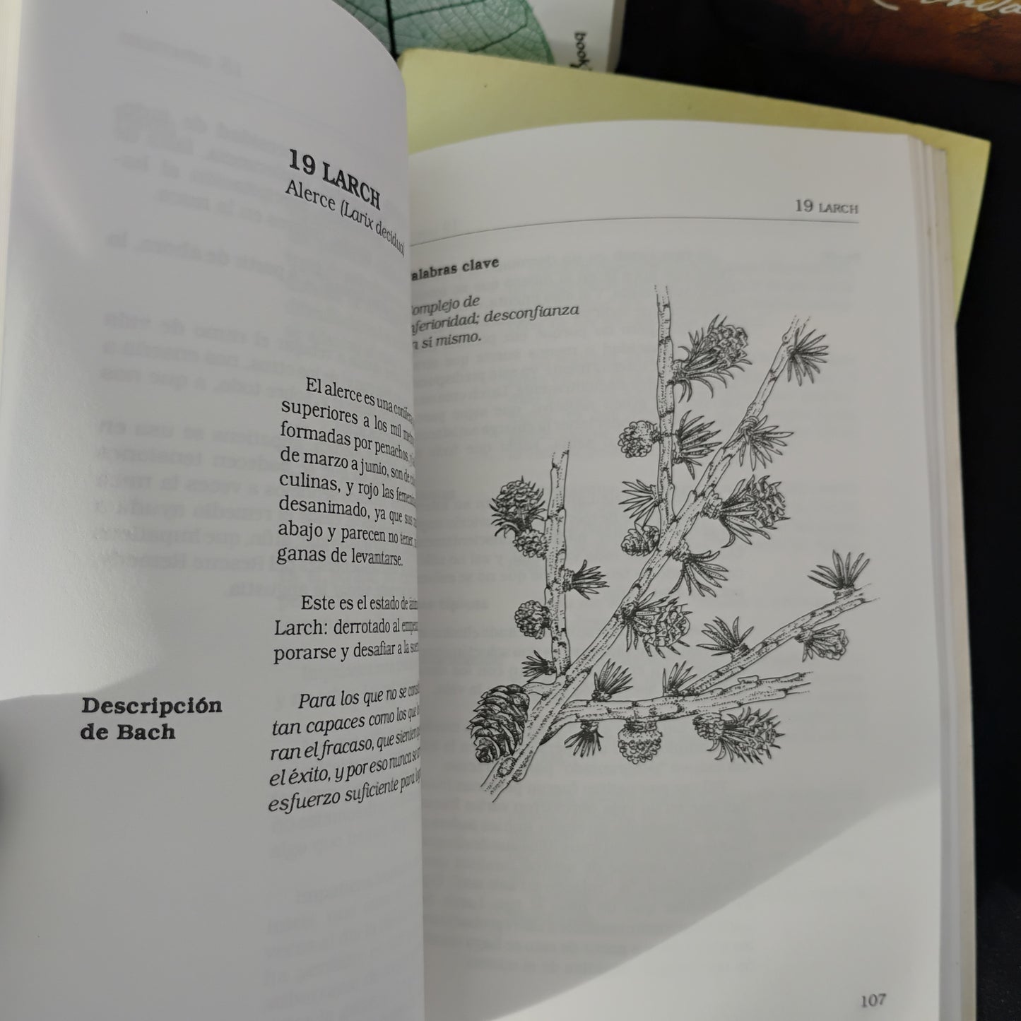 La medicina floral de Edward Bach - Dra. María Luisa Pastorino