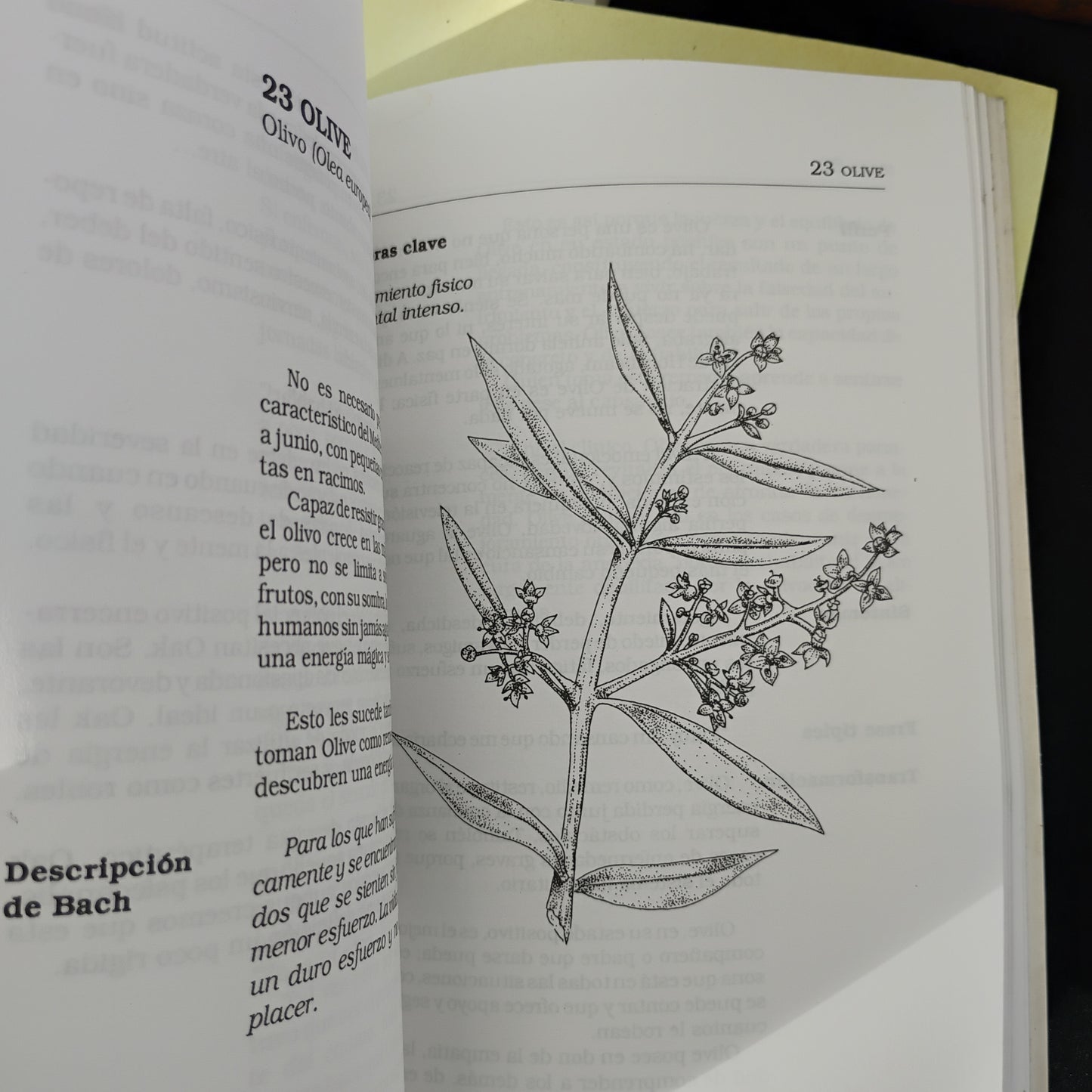 La medicina floral de Edward Bach - Dra. María Luisa Pastorino
