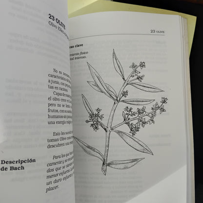 La medicina floral de Edward Bach - Dra. María Luisa Pastorino