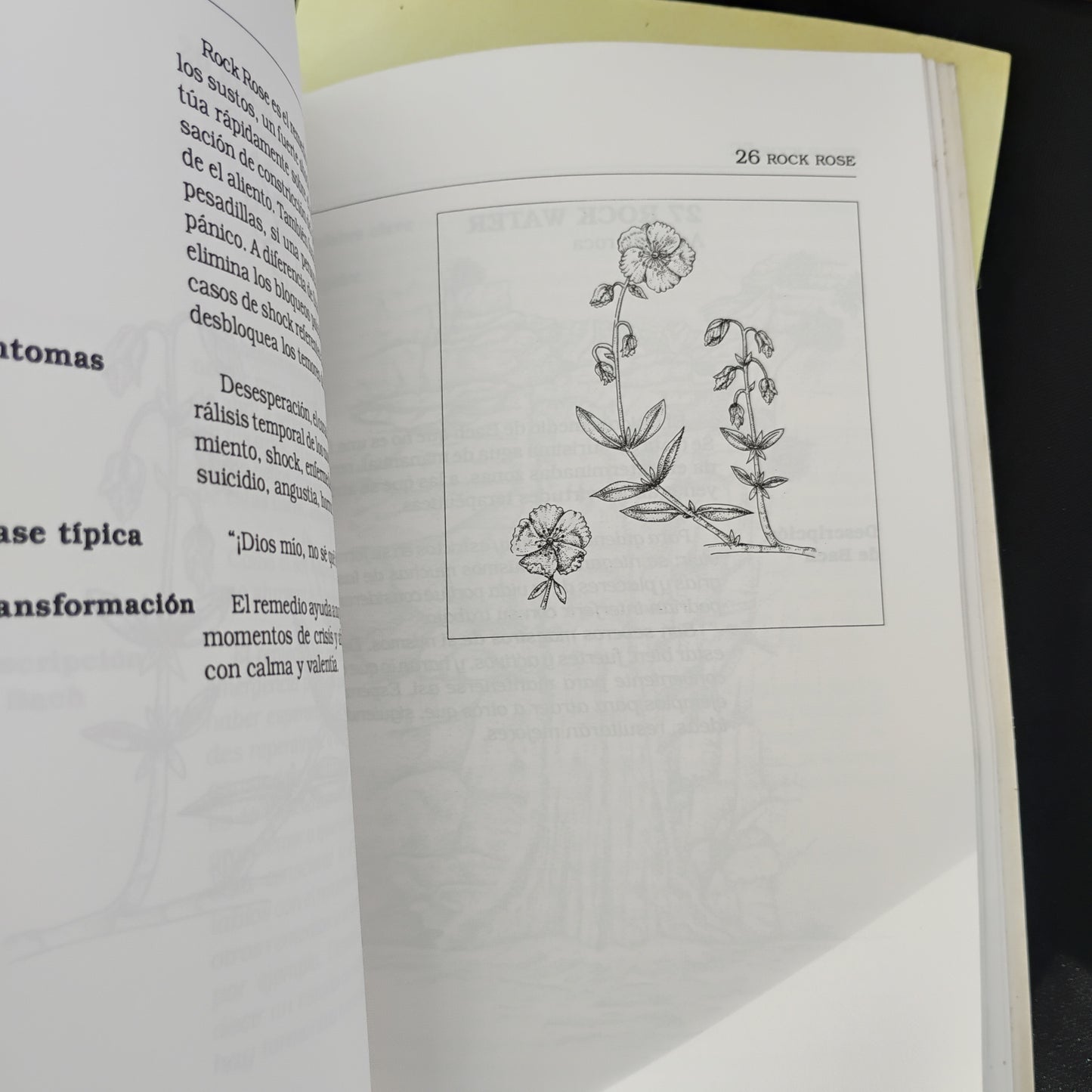 La medicina floral de Edward Bach - Dra. María Luisa Pastorino